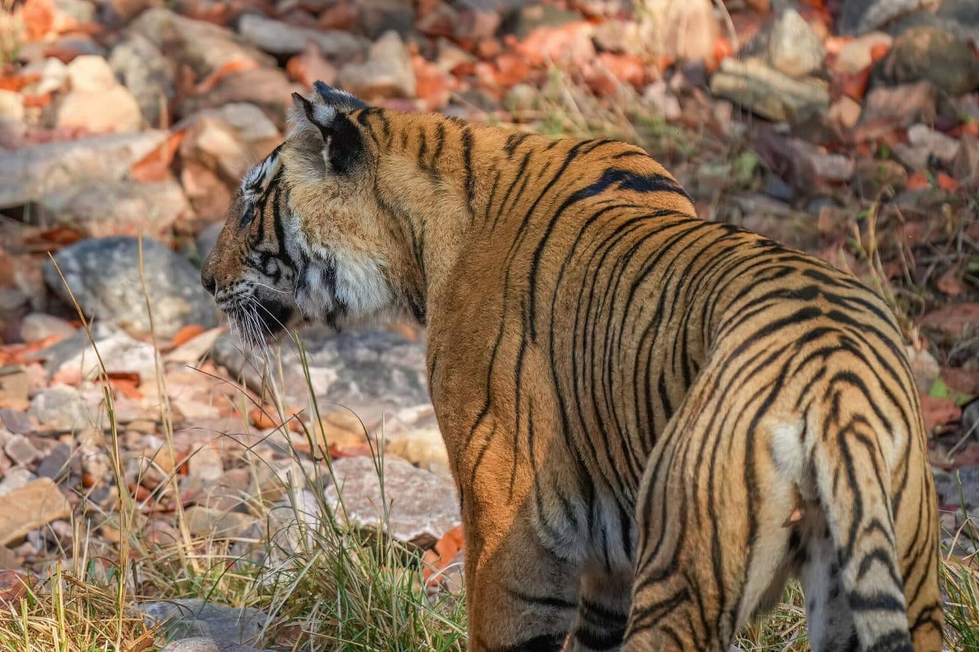 Ranthambore, Rajasthan