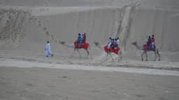 Camels at Sam sand dunes, Jaisalmer (44753465845)