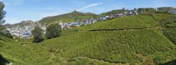 Munnar - Tea Plantations